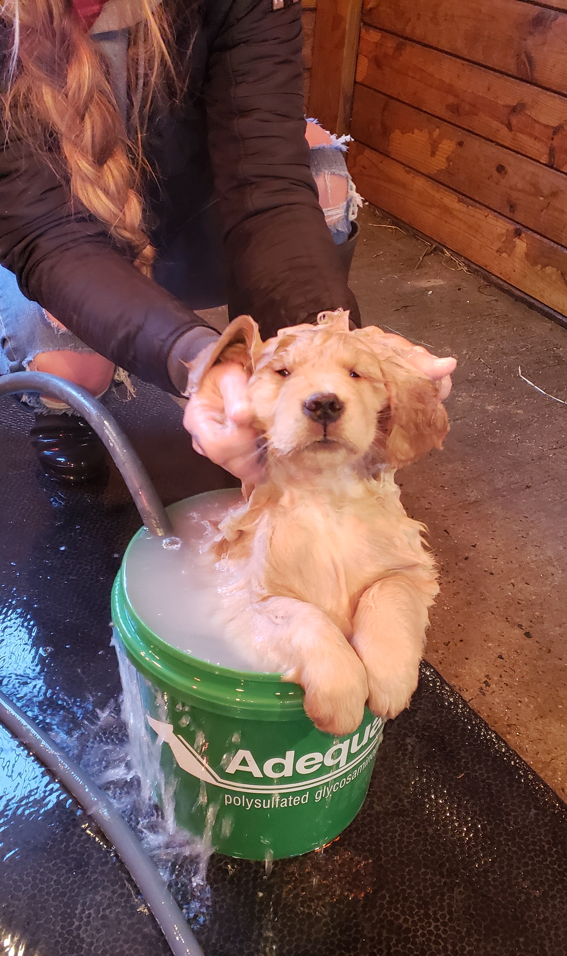 Casey's Skipper and Casey's The Rumour is True Bath Time!